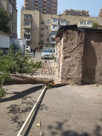 Сильный ветер в Азербайджане повалил дерево на газовую линию
