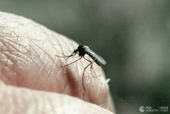 Ученые назвали причину миграции опасных насекомых на север

