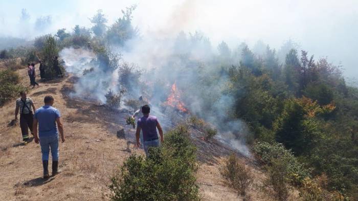 Пожар в Лерикском национального парке