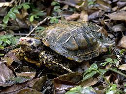 Редкий вид азиатской черепахи обнаружили в Индии
