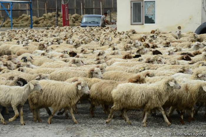 В Азербайджане забой жертвенного скота и другие услуги будут осуществляться местными исполнительными структурами