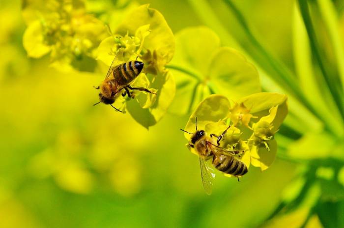 Ученый назвал насекомых, способных опылять растения, кроме пчел
