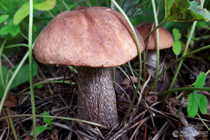 В Азербайджане обнаружены новые виды грибов
