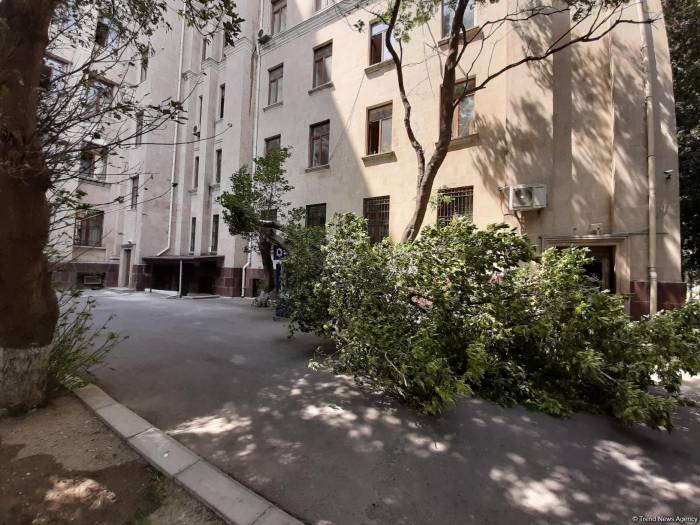 В Сумгайыте на 10-летнюю девочки упали сломанные ветки дерева В Сумгайыте на 10-летнюю девочки упали сломанные ветки дерева