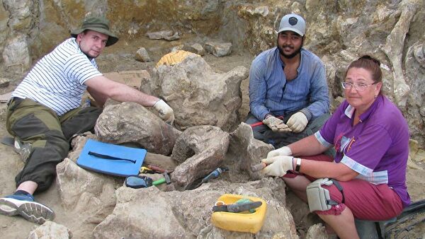 На Тамани в грязевом вулкане нашли череп древнего носорога