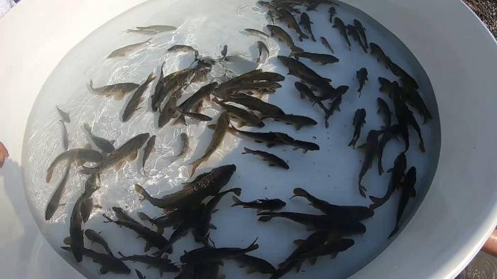 В реку Кура в Товузском районе выпущены тысячи мальков рыб