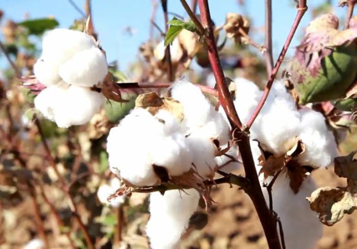Правительство Узбекистана установило цены за сбор хлопка урожая 2019 года
