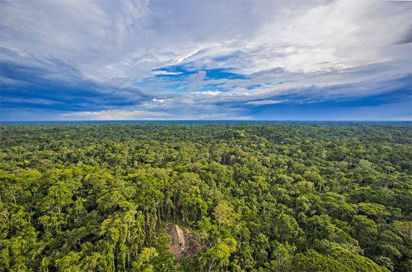 Ученые заявили, что вырубка лесов в бассейне Амазонки способствует глобальному потеплению
