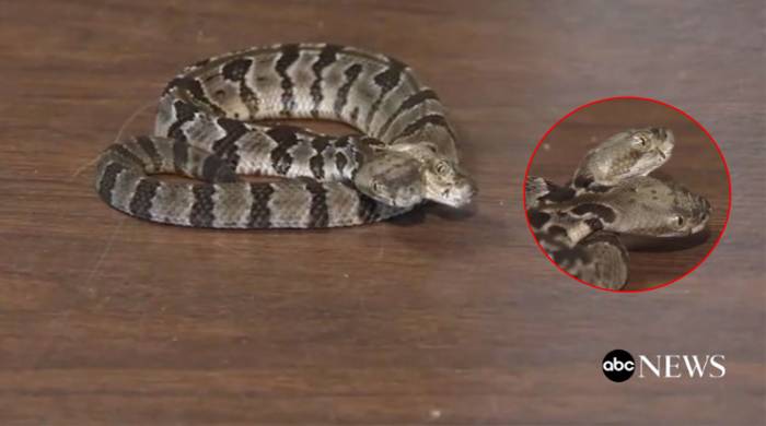 Редкая двуглавая гремучая змея найдена в Нью-Джерси