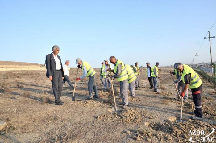 ИВ: Жители Абшеронского района готовятся к посадке 650 тыс. деревьев