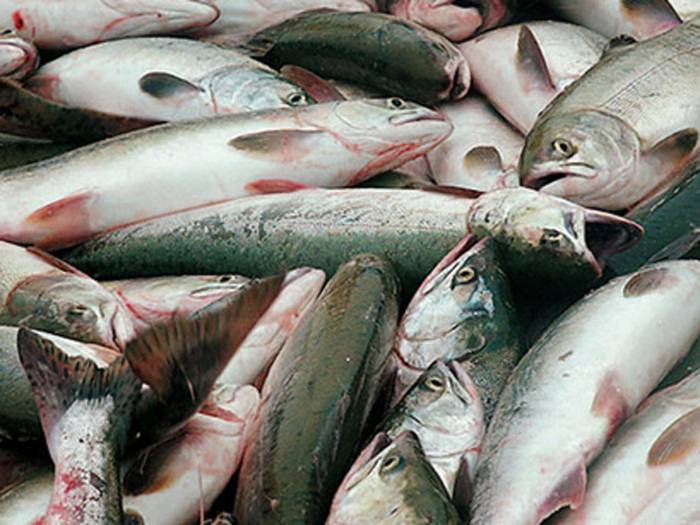 В Азербайджане сократились рыбные запасы
