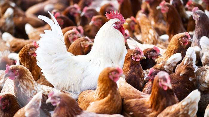 Беларусь ограничивает ввоз птицы из  Франции из-за птичьего гриппа