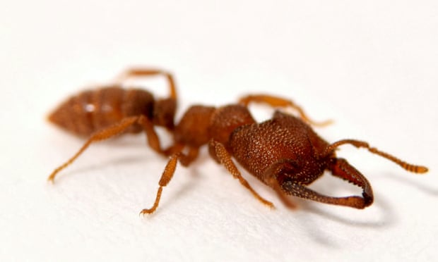 Около миллиона муравьев-каннибалов сбежало из ядерного бункера