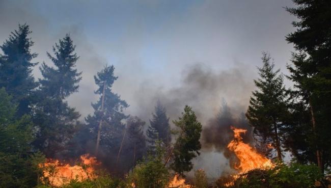 В Австралии более 30 человек пострадали в результате лесных пожаров
