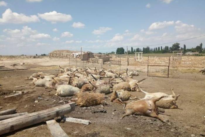 Массовая гибель овец в Агдаше