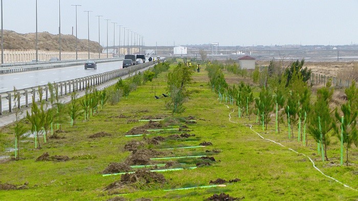Вдоль Лянкяранского участка автодороги Баку-Астара будет создана зеленая полоса
