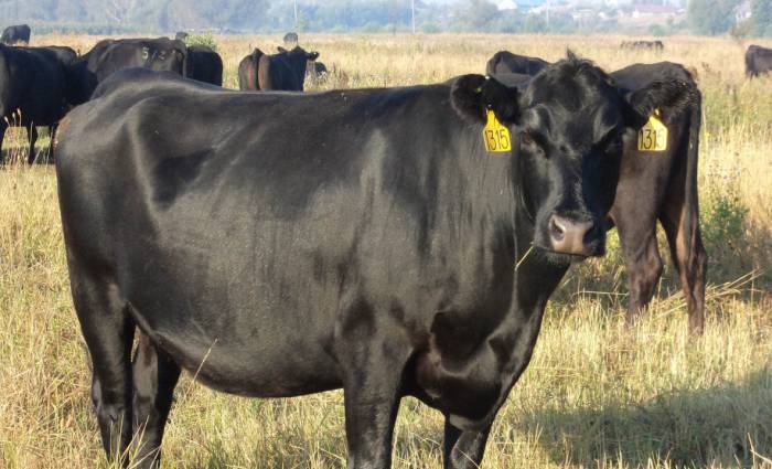В Канаде продали черную корову за рекордные $106 тыс.