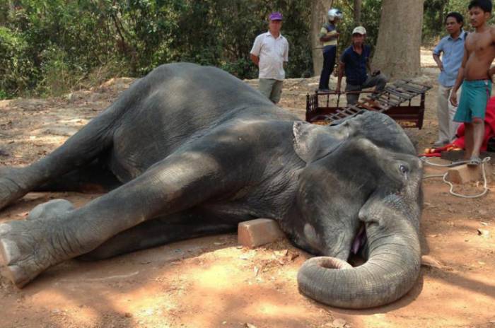На Шри-Ланке от усталости умер слон, катавший туристов
