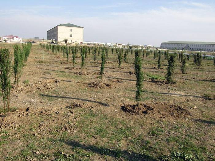 Армия Азербайджана в этом месяце посадит свыше 200 тыс. деревьев
