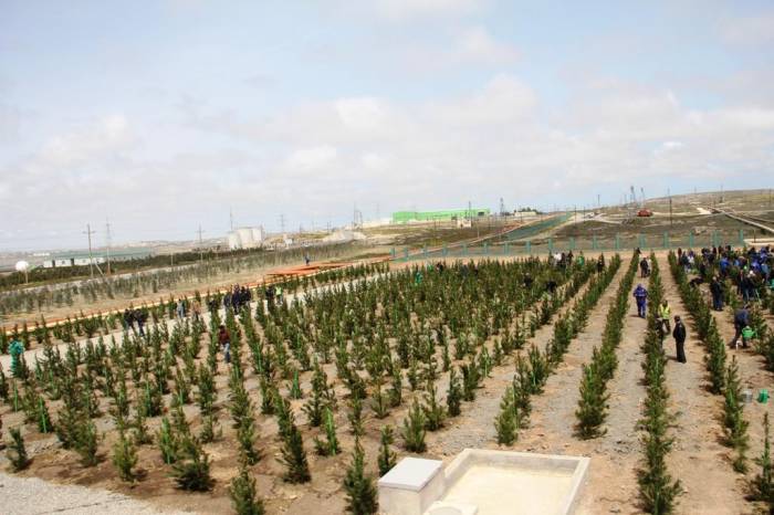 В Азербайджане завершен первый мониторинг территорий посадки 650 тыс. деревьев

