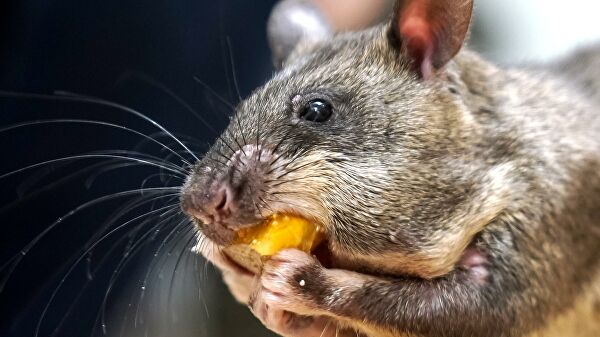 Ученый о символе 2020 года: крысы умеют смеяться и не оставят в беде
