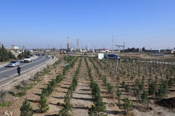 Нефтяники присоединились к кампании "Посадим в один день 650 тысяч деревьев"