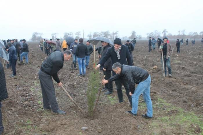 Жители Масаллы присоединились к акции по посадке деревьев - ФОТО 