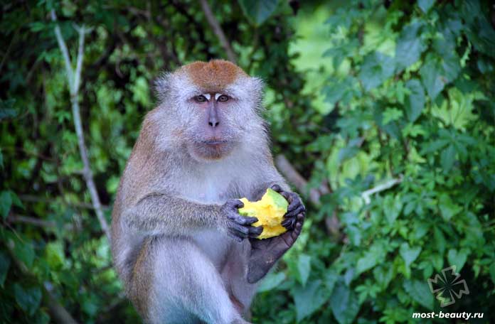 В джунглях Амазонки нашли новый вид обезьян

