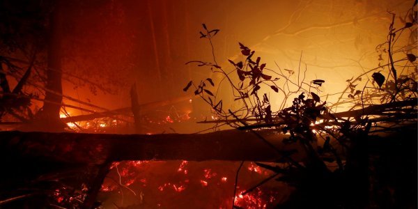 В Грузии начались лесные пожары
