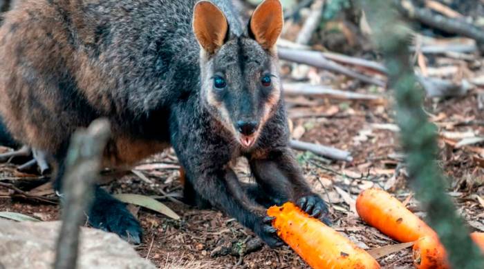 Тысячи килограммов моркови сбросили животным с вертолетов в Австралии