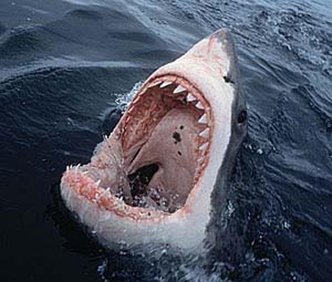 В Австралии мужчина погиб при нападении акулы
