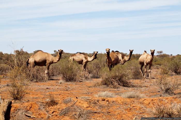 В Австралии власти застрелили 5 тыс. верблюдов
