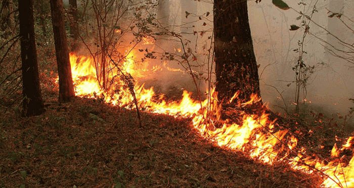 Минэкологии об угрозе пожаров в лесах Азербайджана
