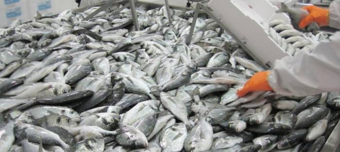 Объем производства рыбы в Таджикистане увеличился на треть
