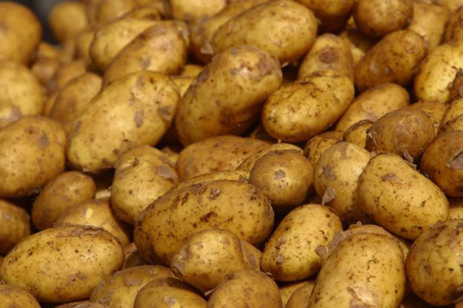 В Азербайджане будет увеличено производство раннего картофеля
