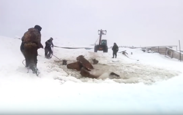 В Башкирии спасли провалившийся под лед табун лошадей