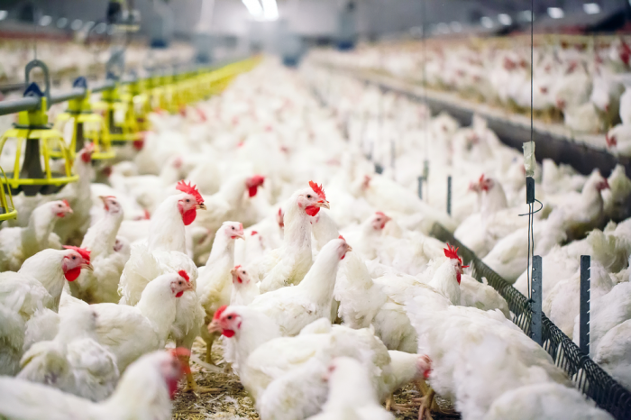 Азербайджан ввел ограничение на импорт птицеводческой продукции из 12 стран

