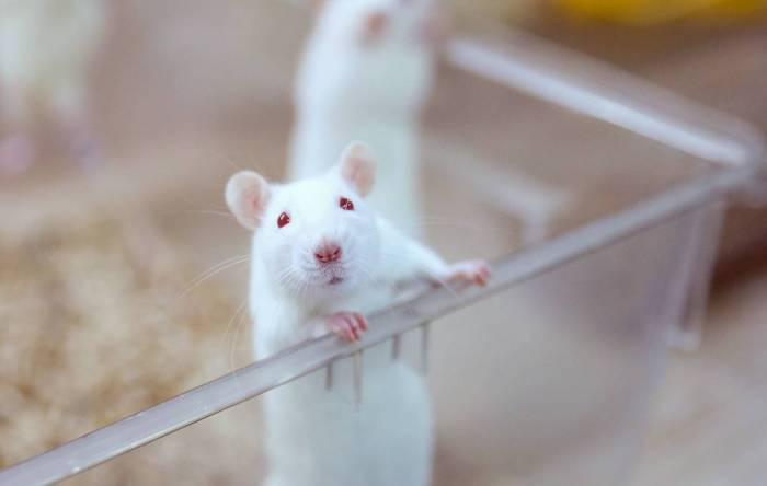 Крысы в три раза лучше определяют рак на ранних стадиях, чем самое передовое оборудование
