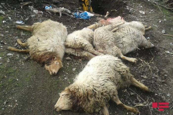 В Азербайджане волки напали на село
