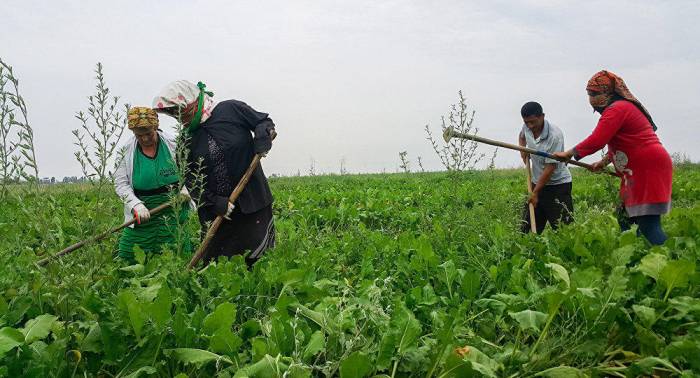 Азербайджанским фермерам выплачено свыше 51 млн манатов субсидий
