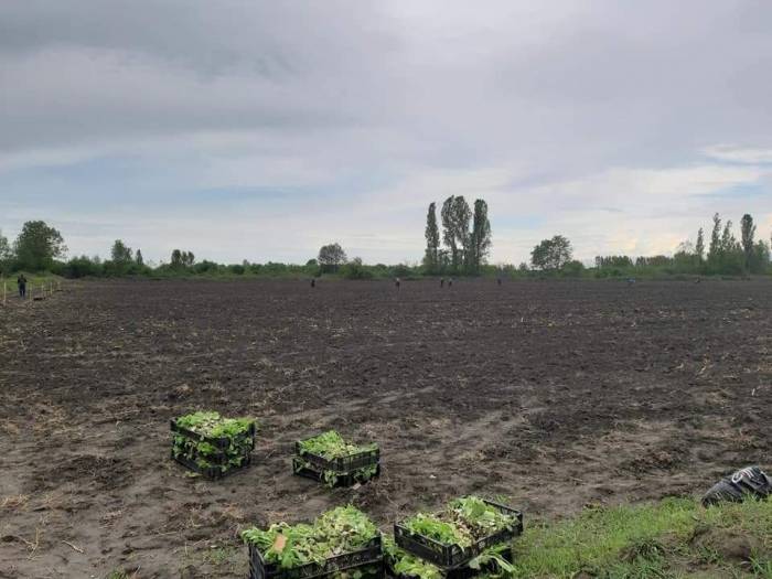 В Загатальском районе началась пересадка саженцев табака на поля