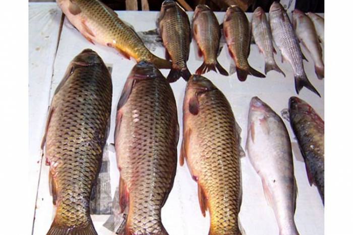 В Исмаиллы за незаконную ловлю рыбы оштрафованы 5 человек
