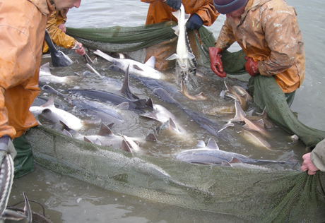 В Азербайджане вводится мораторий на рыбную ловлю
