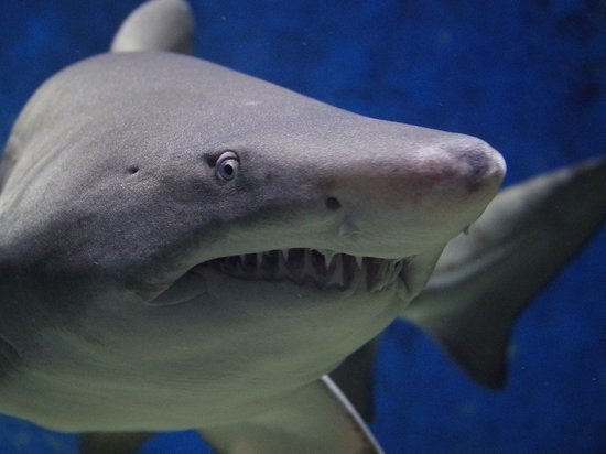 В США нарушившего самоизоляцию серфингиста съела акула
