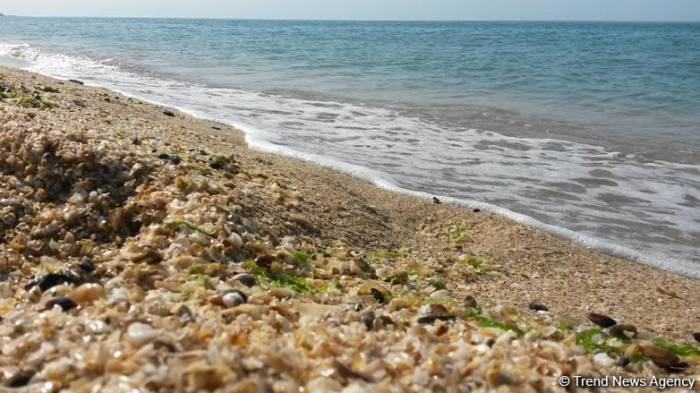 Минэкологии Азербайджана провело очередной рейд в прибрежной полосе Каспийского моря
