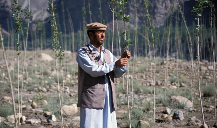 COVID-19: Пакистан борется с безработицей посредством посадки деревьев