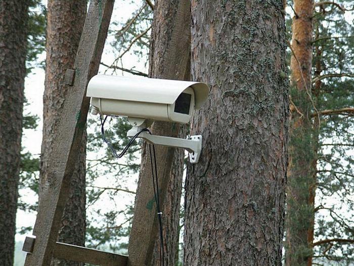 В лесах четырех районов Азербайджана установлены камеры наблюдения - минэкологии
