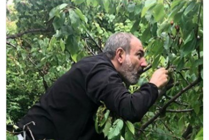 Проблемы Армении пусть подождут: Пашинян собирает черешню