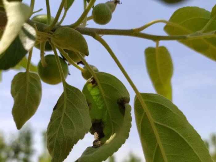 Агентство пищевой безопасности выявило болезни на яблонях, персиках и нектаринах в Азербайджане
