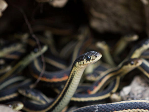В Азербайджане из 28 видов змей ядовитые только шесть - Институт зоологии
